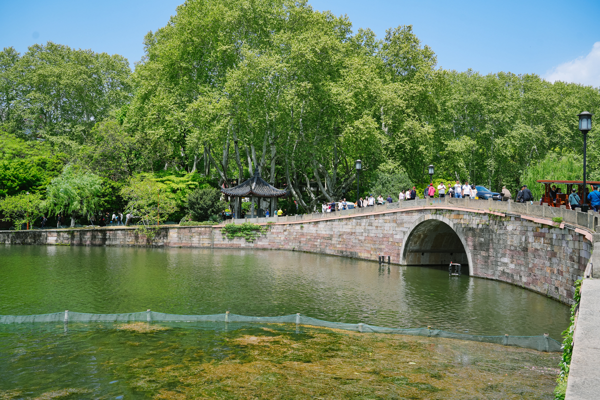 杭州市树 - 杭州柳树