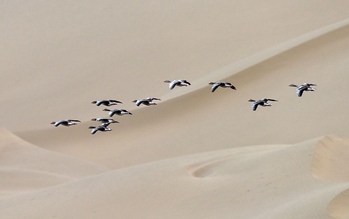 塔里木河流域陆地水储量变化的影响因素