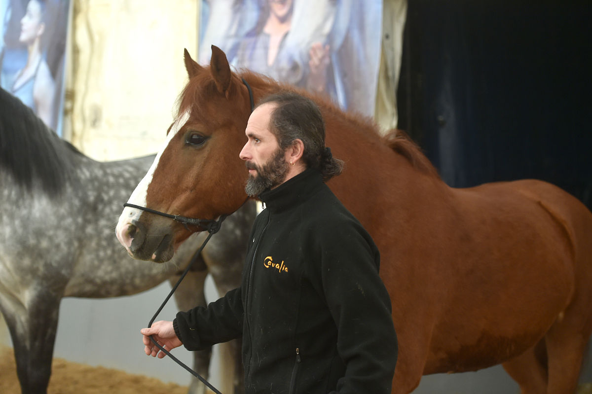 2018年2月7日,加拿大舞台秀《cavalia·舞马》在南京揭开神秘面纱,来