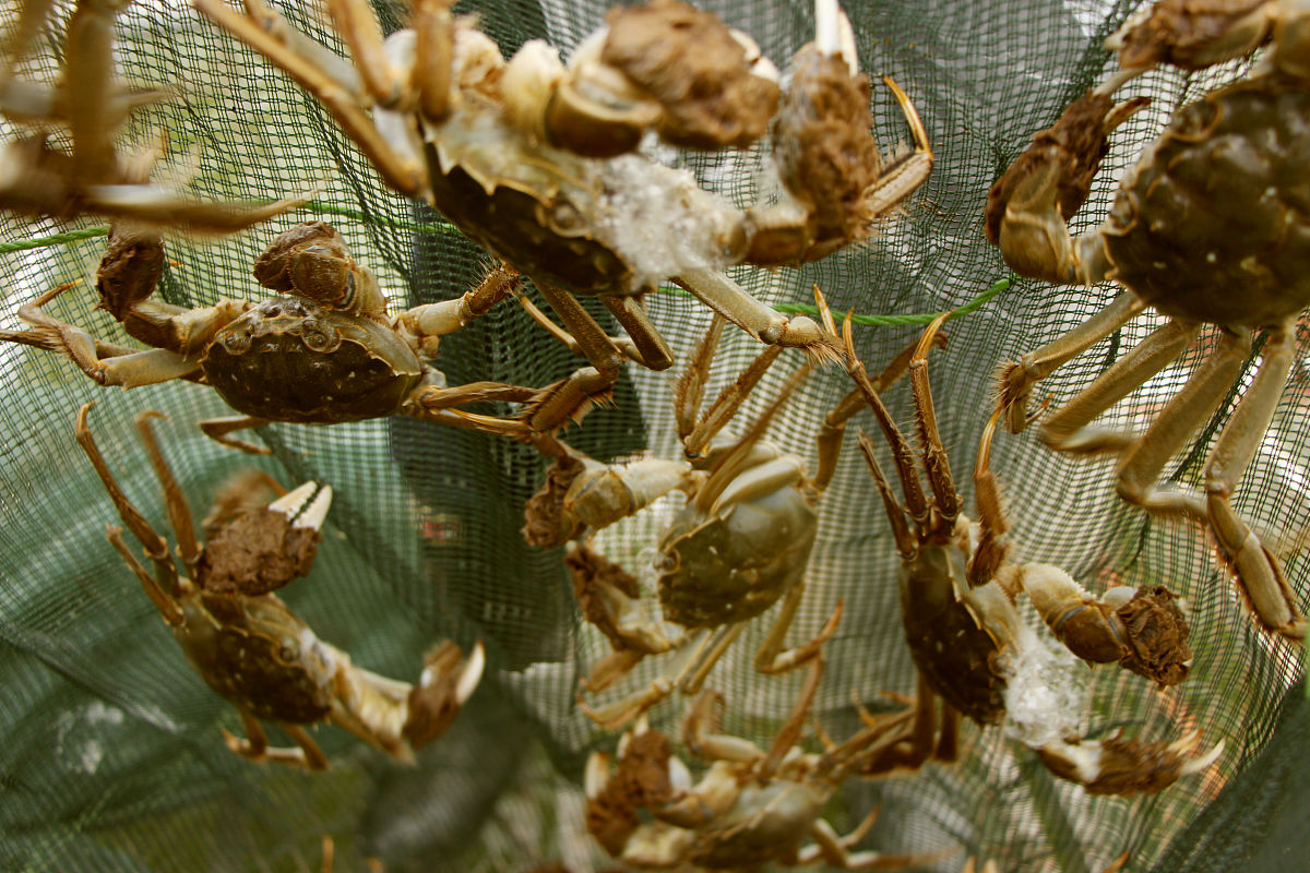 河蟹苗种质量：河蟹养殖成功的关键