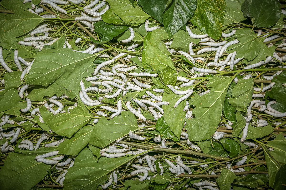 蚕宝宝除了吃桑叶，还能吃什么？