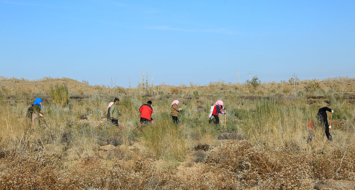 子洲县黄芪市场潜在进入者分析 - 富发农业科技