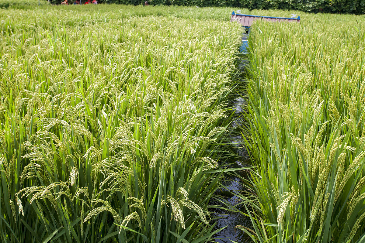 杂交水稻父母节目