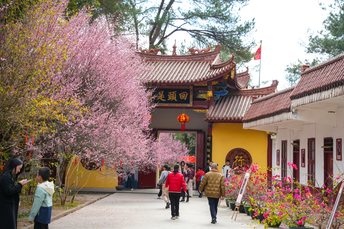 2025年1月31日,福建龙岩,春节假期,净慈寺中红梅盛开,