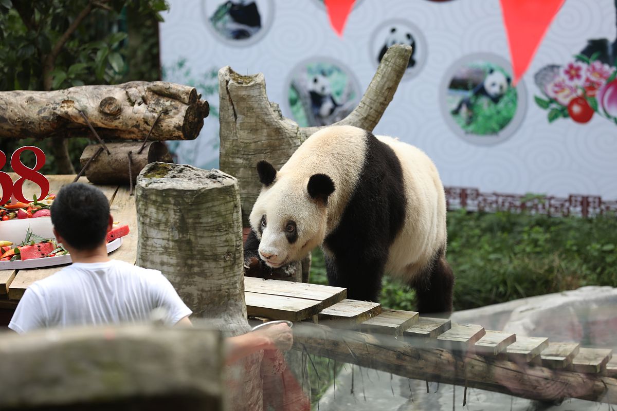 生日祝福诗：愿你幸福闪耀，梦想成真