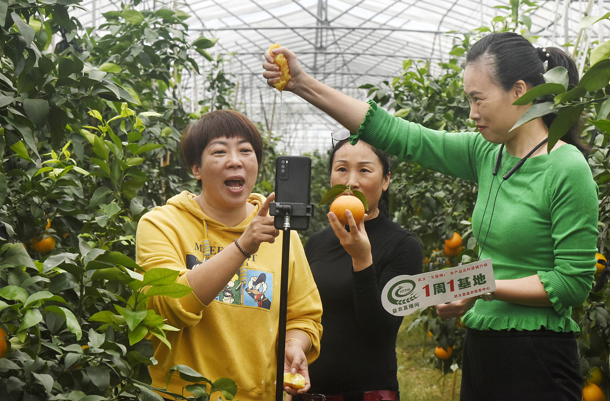 在我们的采访过程中肖倩说出了自己的奋斗目标我决定回想创业的时候九八发展家乡产业带领家乡农民增收致富作为我的首要奋斗目标。面对自己的一腔热血肖倩很快辞去了邮局的工作回乡创业。在肖倩没有辞去工作之前她的工作涉及到电商这个行业。她隐隐觉得电商可能会成为一条猕猴桃全新的销售之路。创业途中充满了坎坷肖倩在失败中不断成长也在不断地创造自己的辉煌。肖倩在创业的同时积极应道带动身边的青年人投身农村服务于农村前后吸
