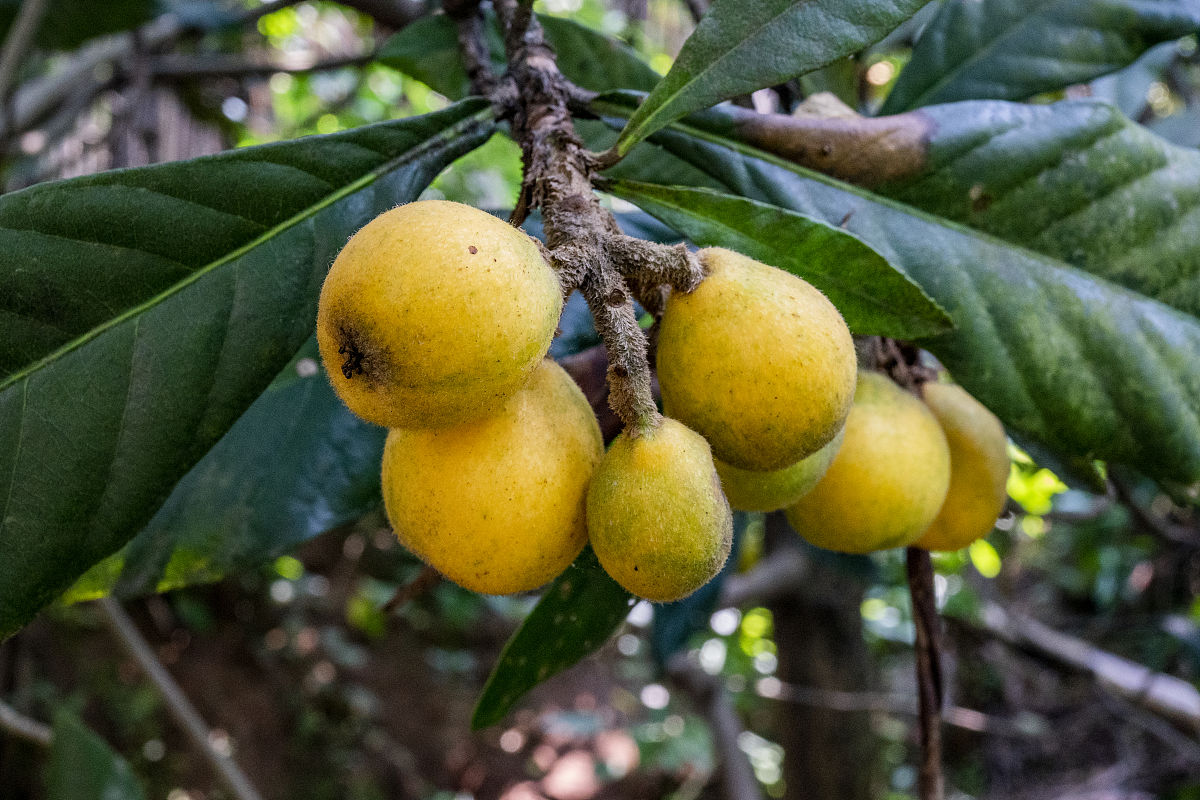新鲜枇杷能多吃吗，