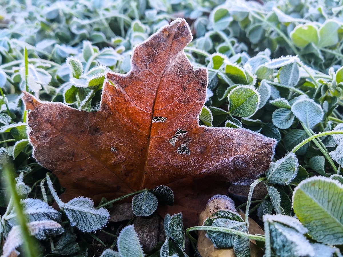春季霜冻日期提前概率的纬度分布变化趋势