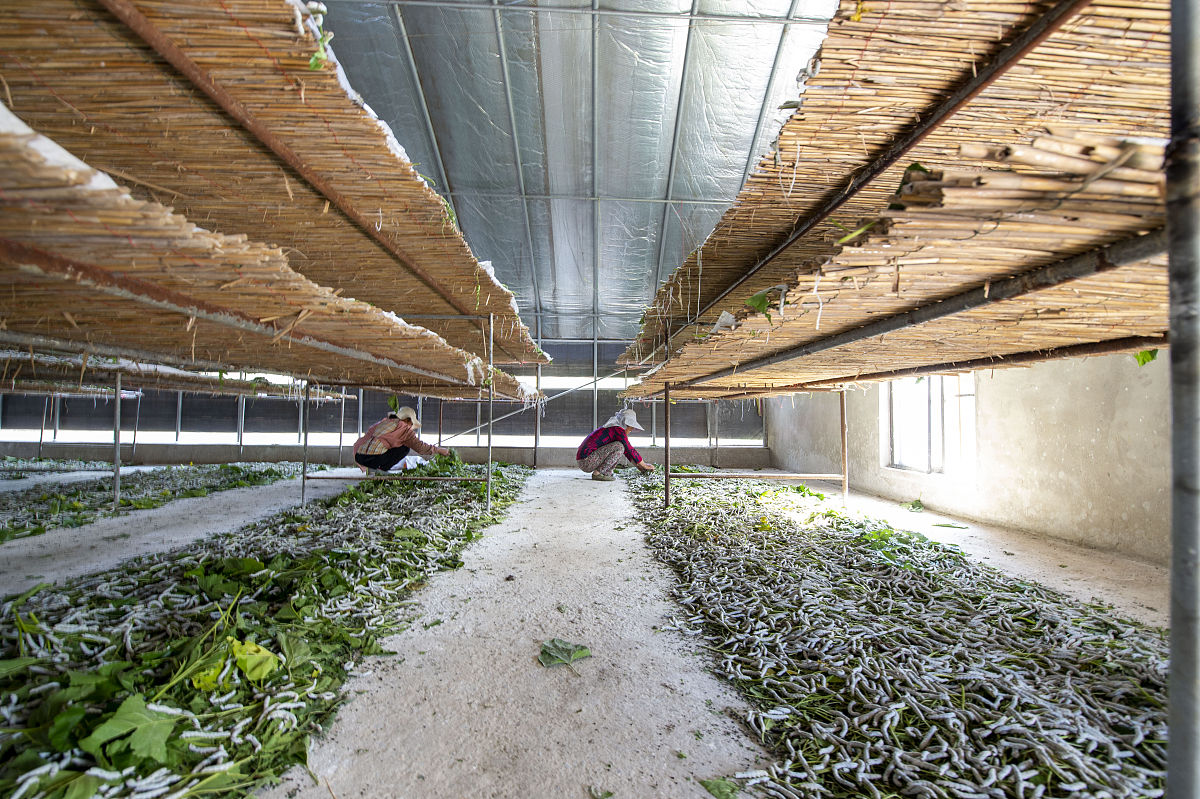 蚕桑生产与经营专业发展前景如何