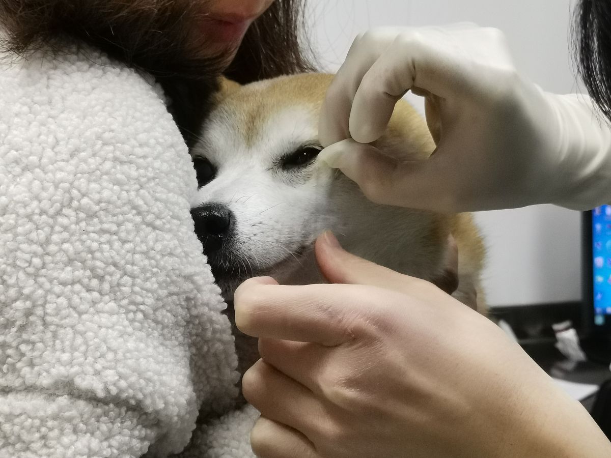 小弟不让挼狗头怎么办
