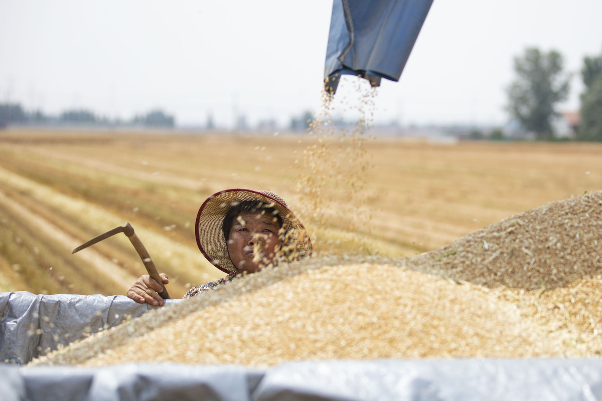 割谷子的过程简短