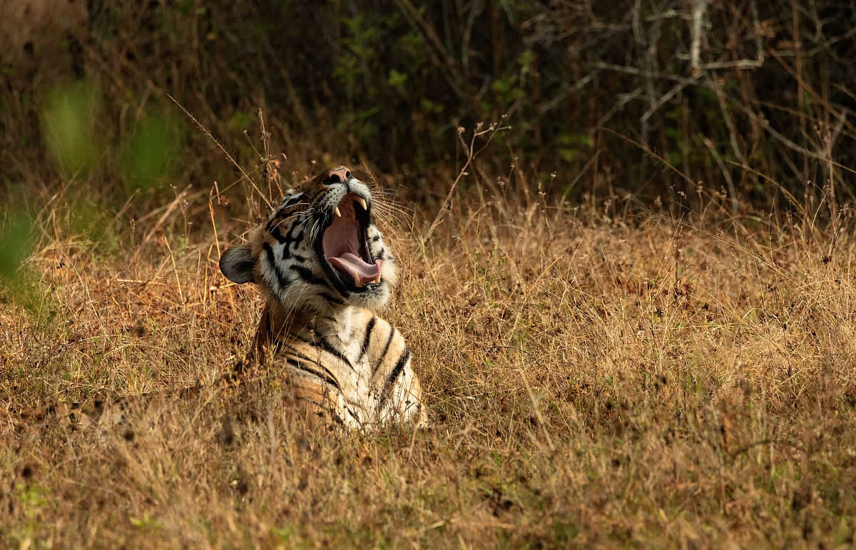 形容声音带着困意的词语