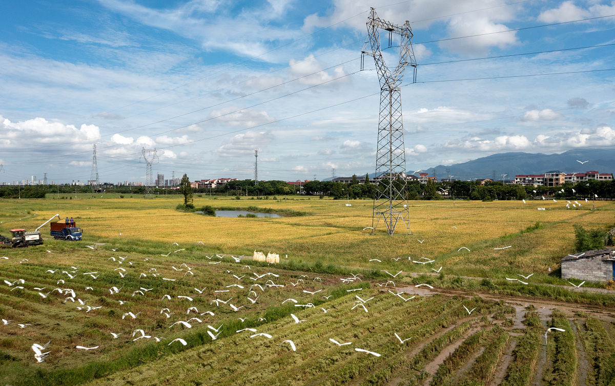 2021年7月20曰,浙江省金华市金东区东湖畈万亩标准化粮食功能区优质早