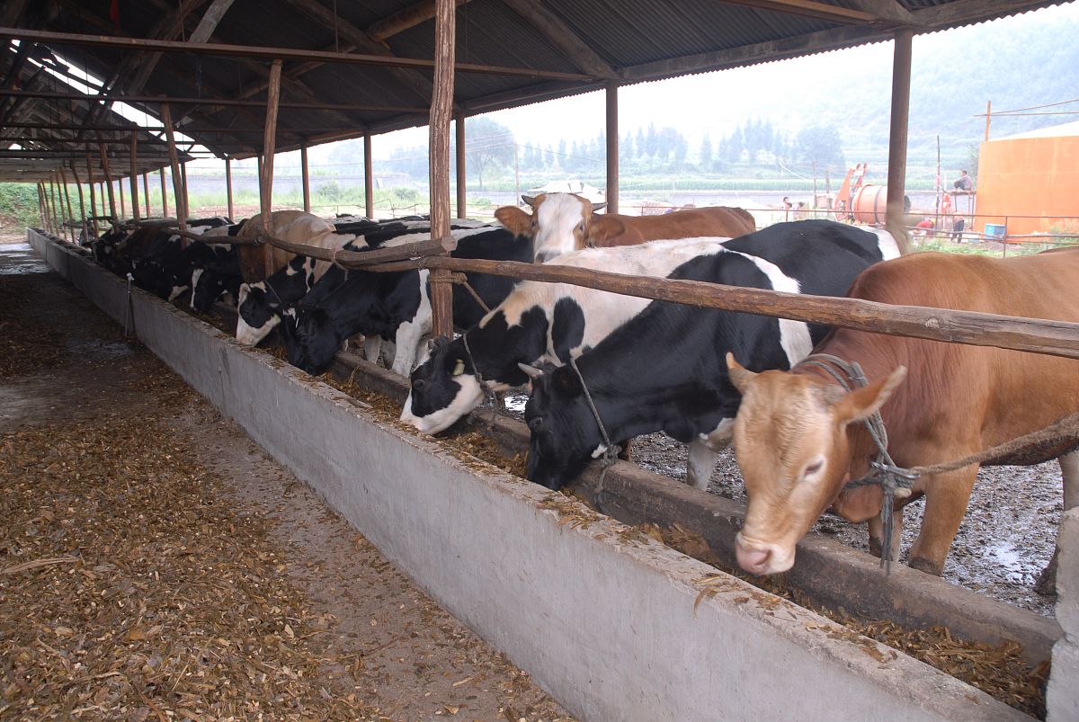 为论文延安市育肥牛养殖存在的问题及对策分析写一篇绪论不少于500字。