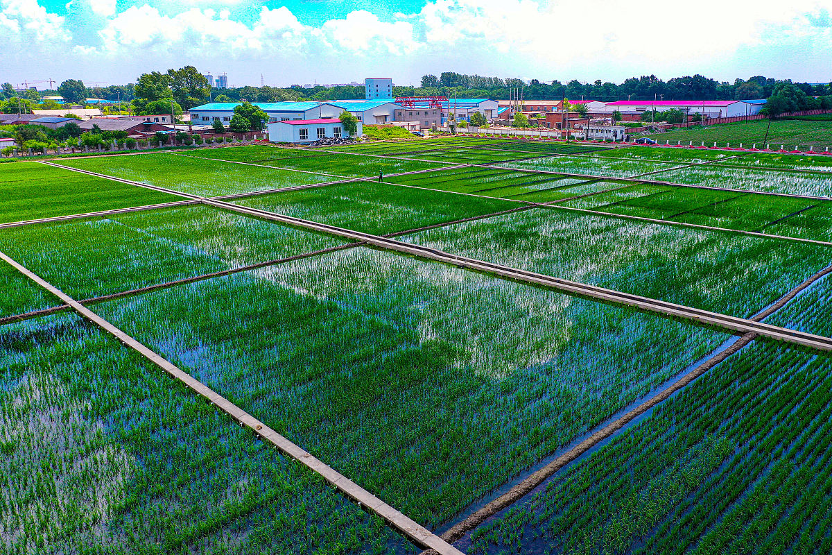 肥料登记作物为水稻，使用说明可以写其他产品信息吗？