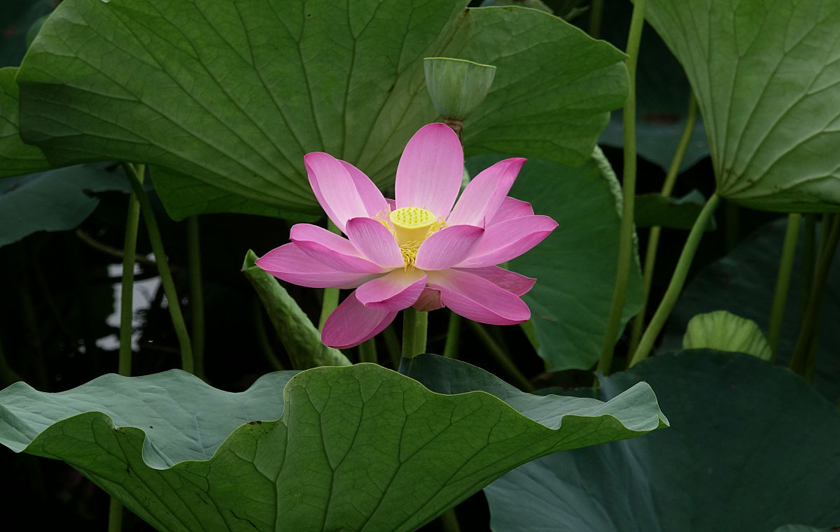 黑龙江生态工程职业学院单招有药剂专业吗