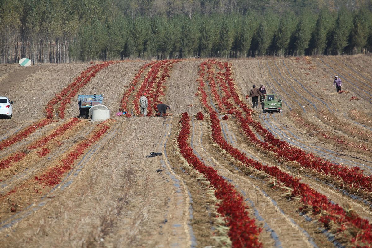 全国连锁机构打造：子洲县富发农业科技有限公司黄芪产品市场扩张战略