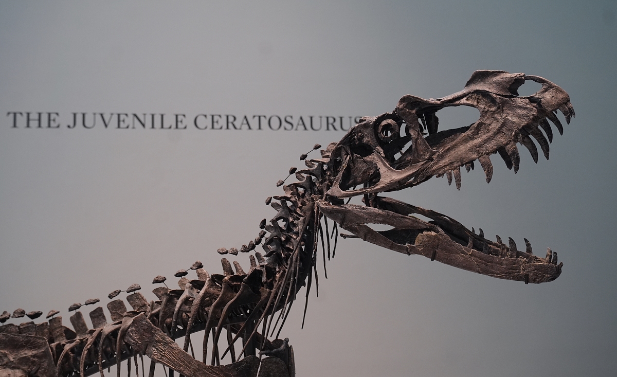 地球上最早的恐龙：艾奇龙，和狗一样大小！