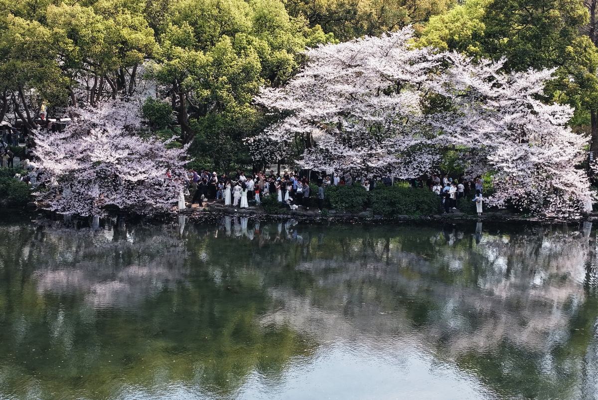 2026年3月29日,杭州,游客在西湖赏樱游玩.