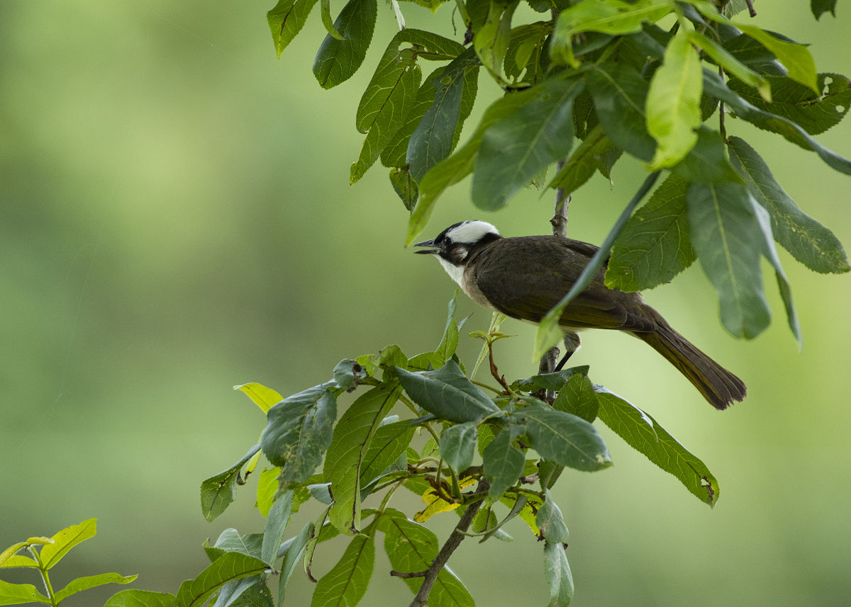 南充师范学校2019招生简章 - 优质教育，培养人才