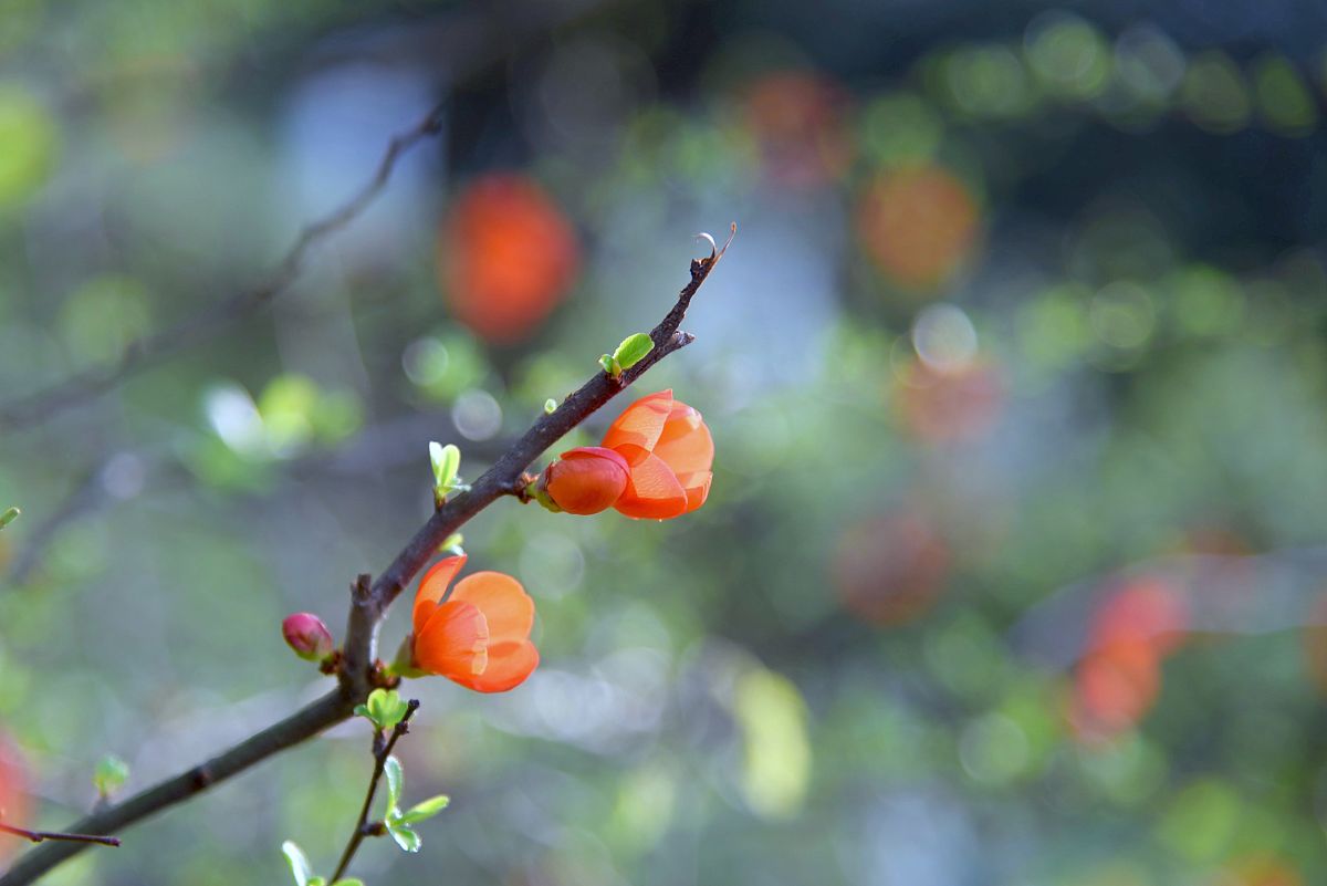 写一个关于春天99字作文