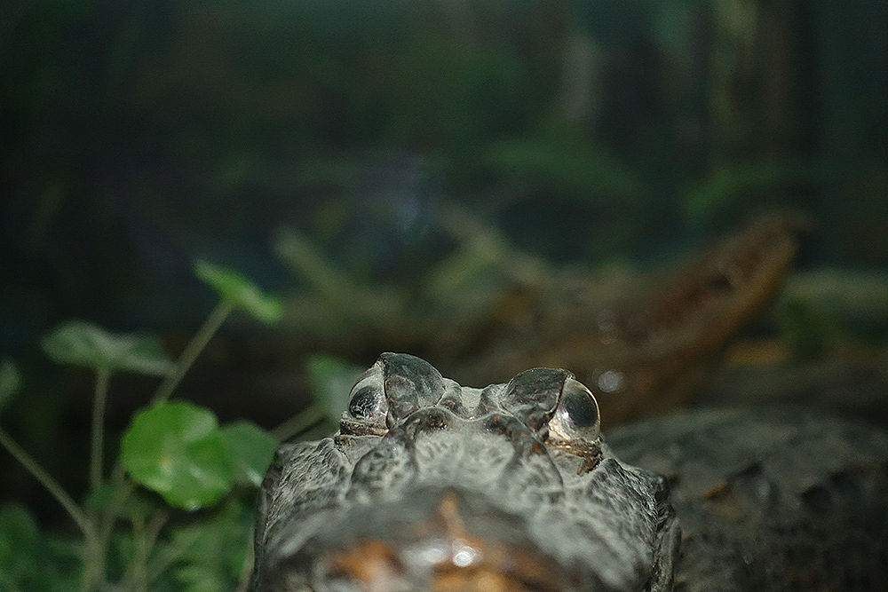 解读《蝲蛄吟唱的地方》：一部呼唤生态文明的力作