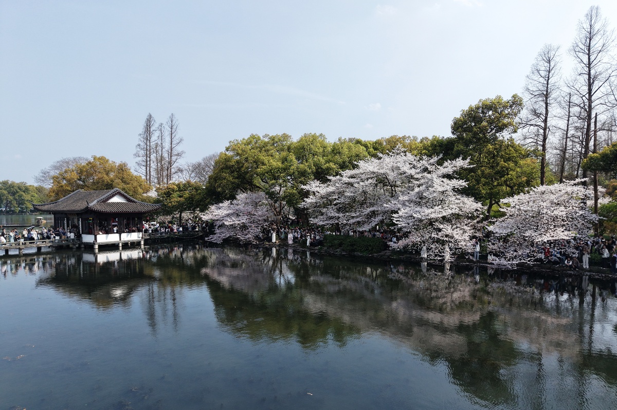 2026年3月29日,浙江杭州,游客在西湖赏樱游玩.