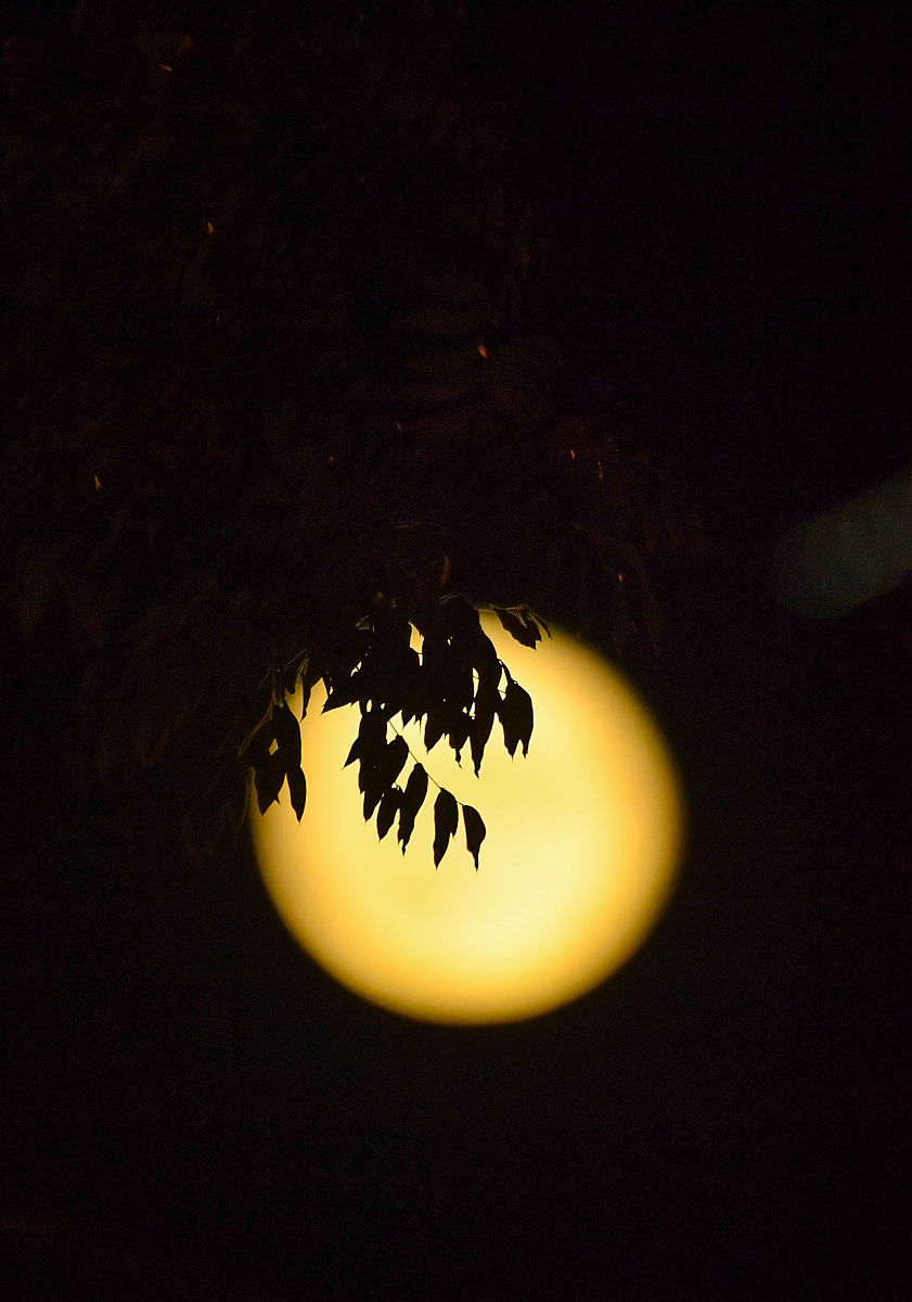 今晚的月色真美怎么回复