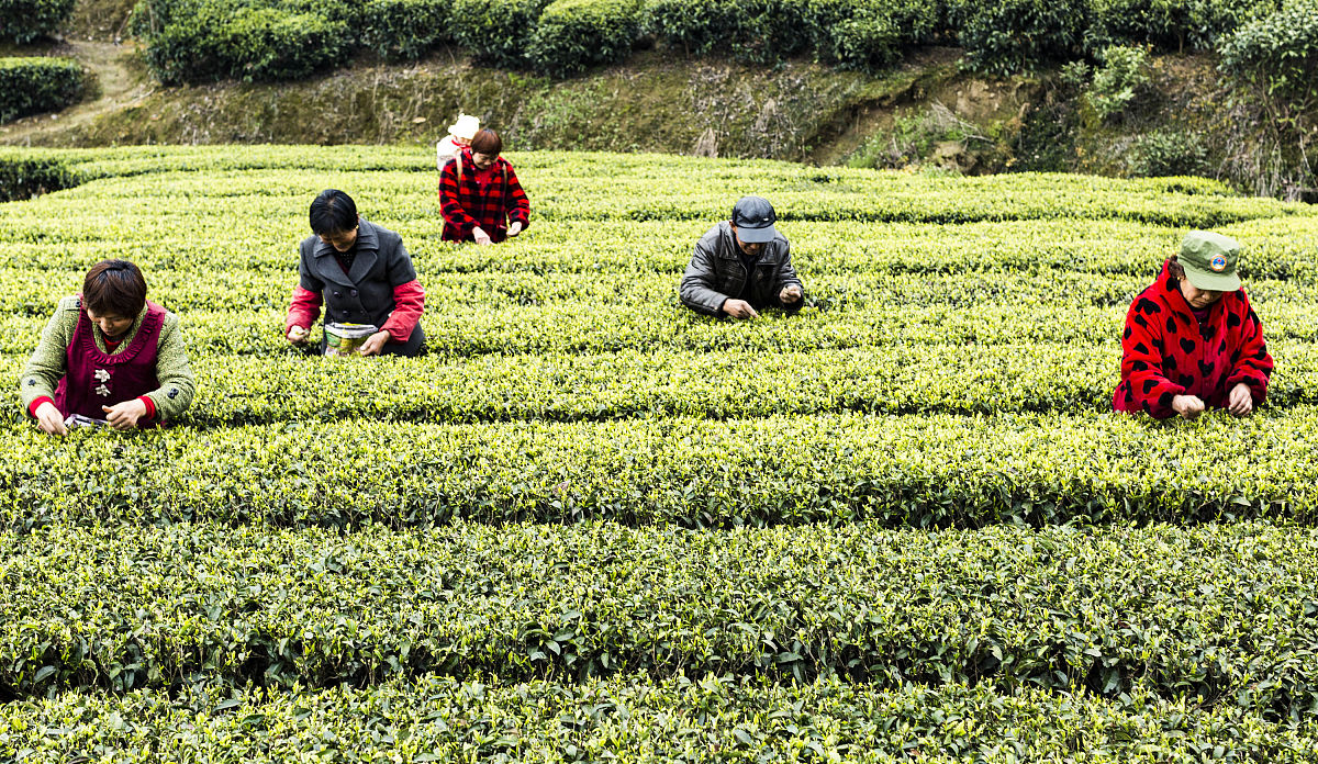 都匀中等职业技术学校2022年茶叶种植与加工专业招生