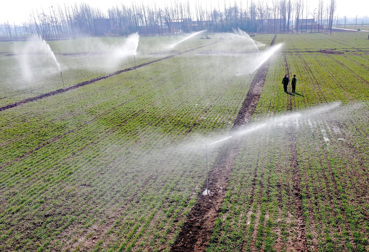 冬小麦灌溉制度优化研究：多模型模拟结果分析