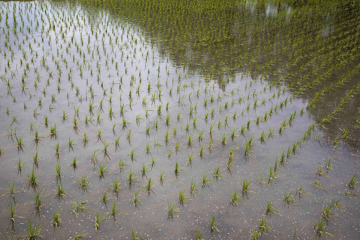 一亩田需要多少秧苗？