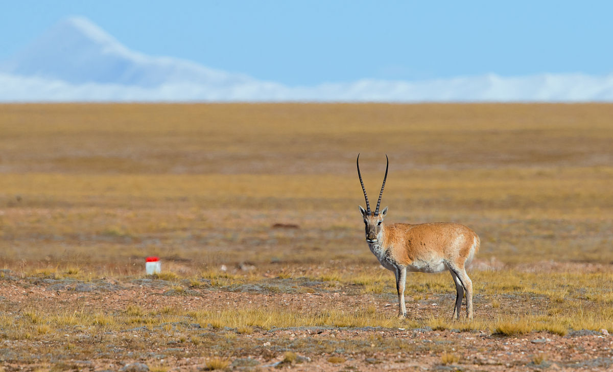 可可西里能介绍一下吗
