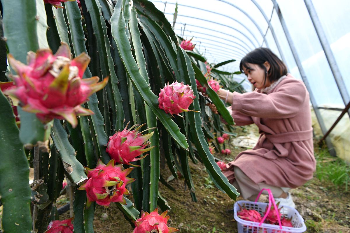 火龙果怎样获得