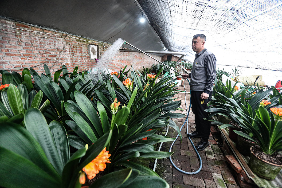 君子兰夹箭怎么办？2000字详细解决方法