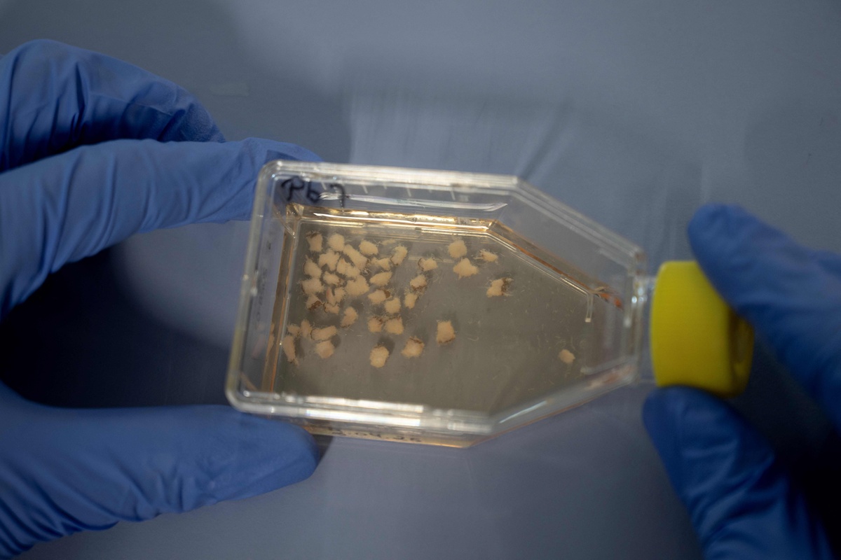 黄芪药用植物组织培养技术详细操作流程：从母液配制到有效成分提取