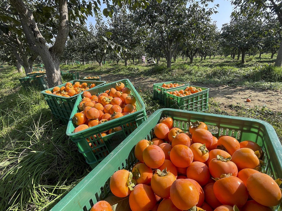 常山GA农业产品：优质农产品推荐