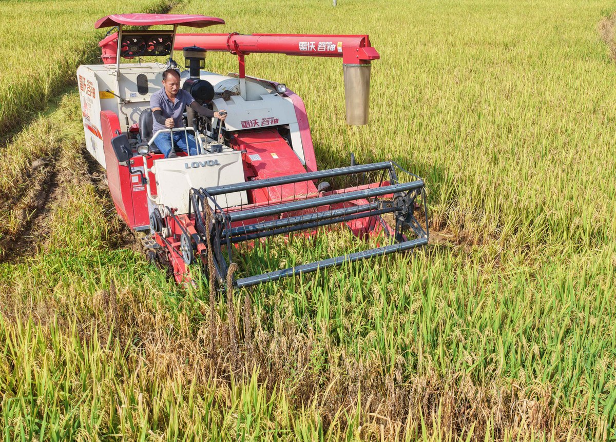 水稻收割机：高效、便捷，助力丰收