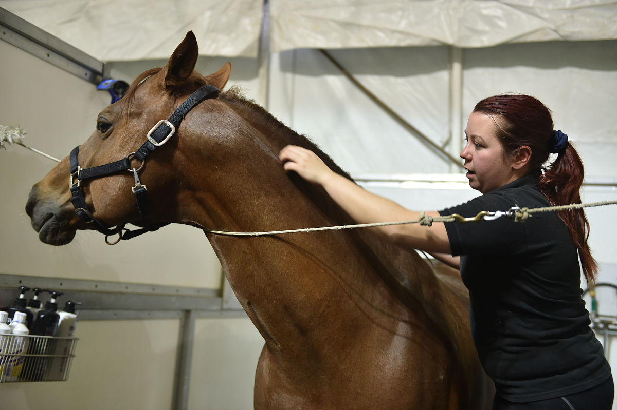 2018年2月7日,加拿大舞台秀《cavalia·舞马》在南京揭开神秘面纱,来