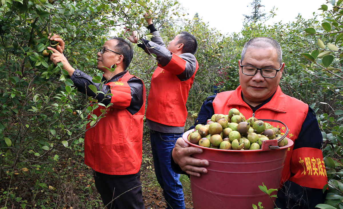 1 商洛核桃产业发展的现状	211 生产规模现状	212 品牌建设现状	313 产品销售现状	32 商洛核桃产业发展存在的主要问题	421 种植管理不到位	422 缺乏龙头企业引领	423 产业链不完善	53 商洛核桃产业发展对策	631 加快标准化核桃园建设	632 政府扶持企业建设	733 完善产业链布局	84 结论	9结合以上内容梳理出《商洛核桃产业发展对策》论文的结论不少于500字。