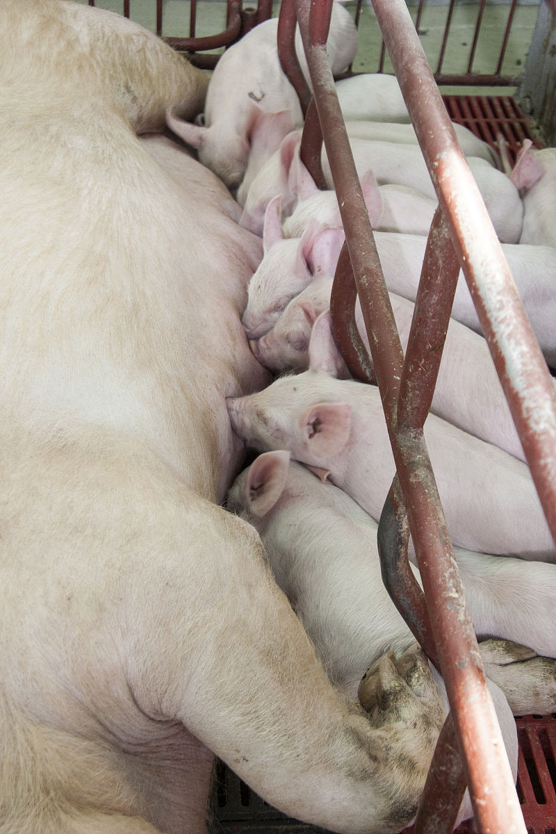 母猪护理指南：从怀孕到哺乳全方位指导