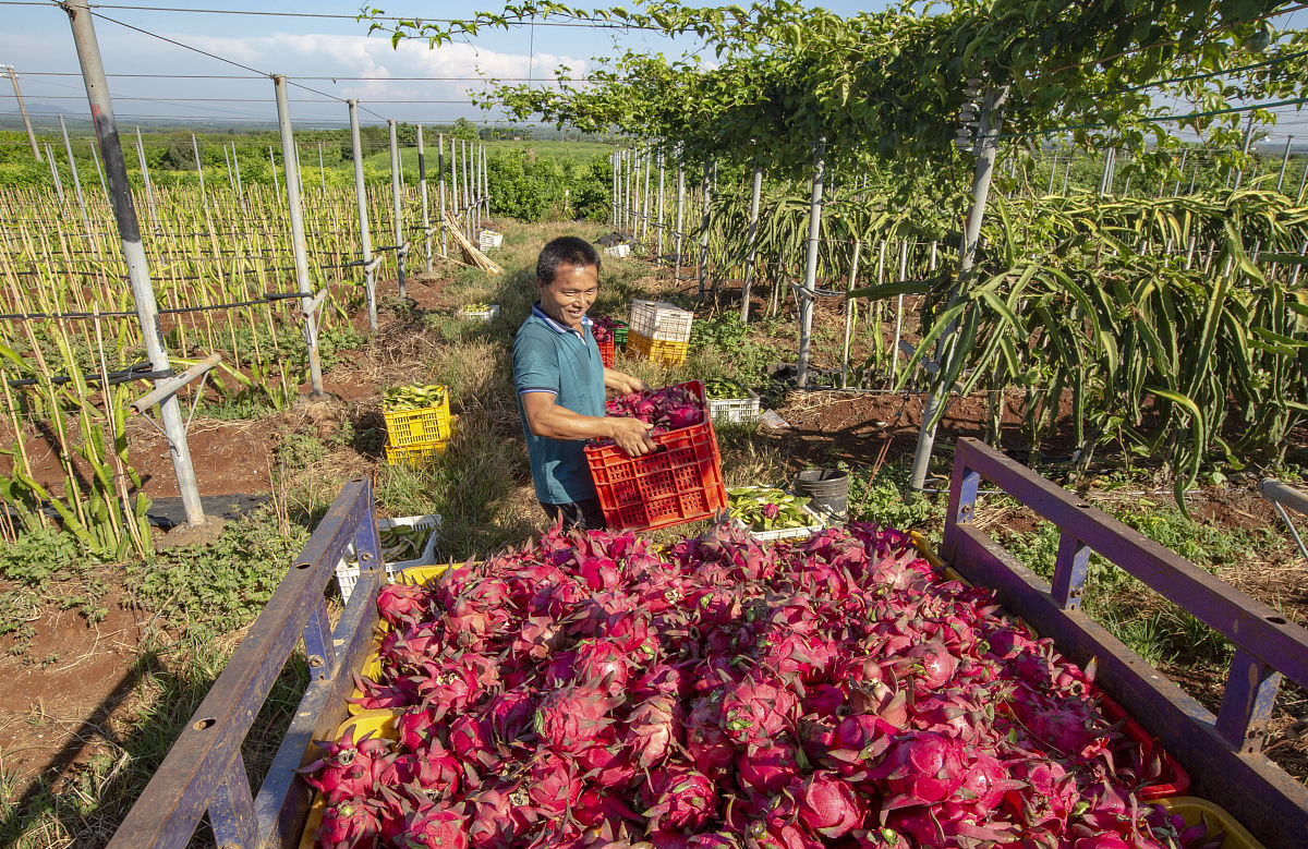 广西金穗农业集团火龙果基地参观感受：规模宏大，品质优良，环境优美