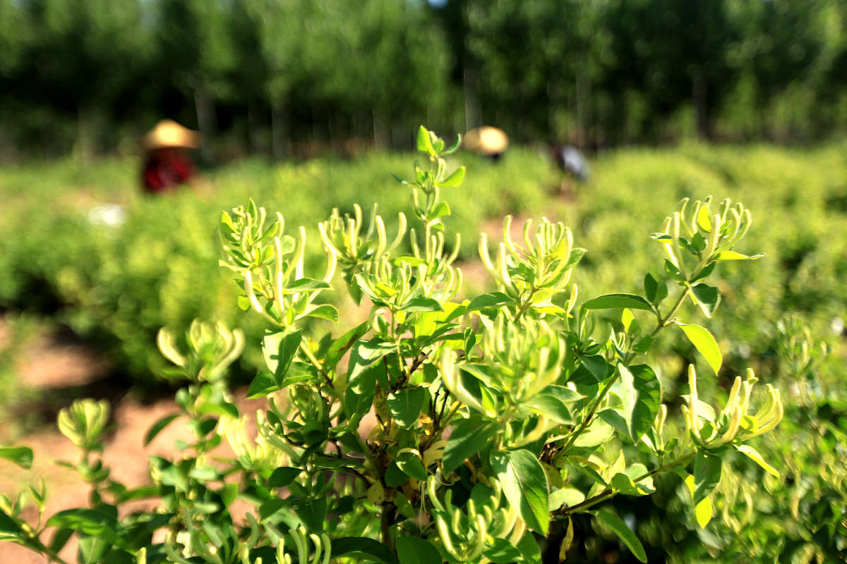 金银花什么时候采摘怎么晾干1500字