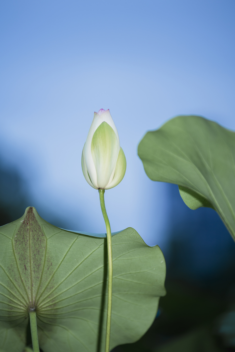 出淤泥而不染：君子坦荡荡，小人长戚戚 -  《论语》经典名言解析