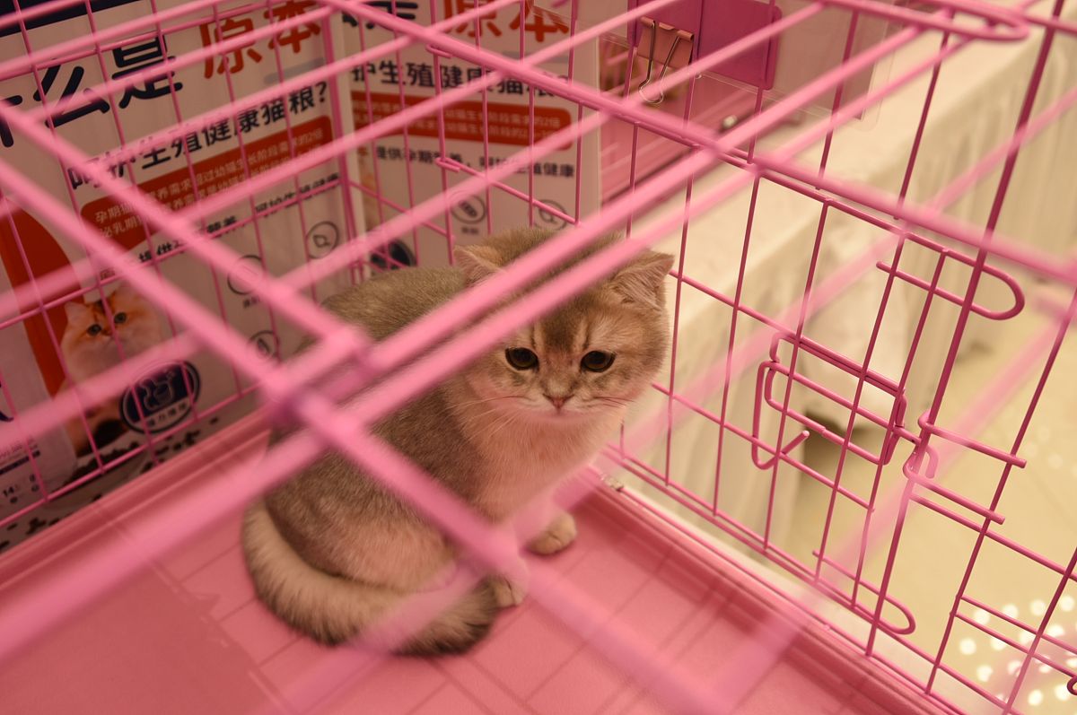 2020年11月14日,由cclc纯种猫咪协会,犬将一站式宠物商超主办的"原本