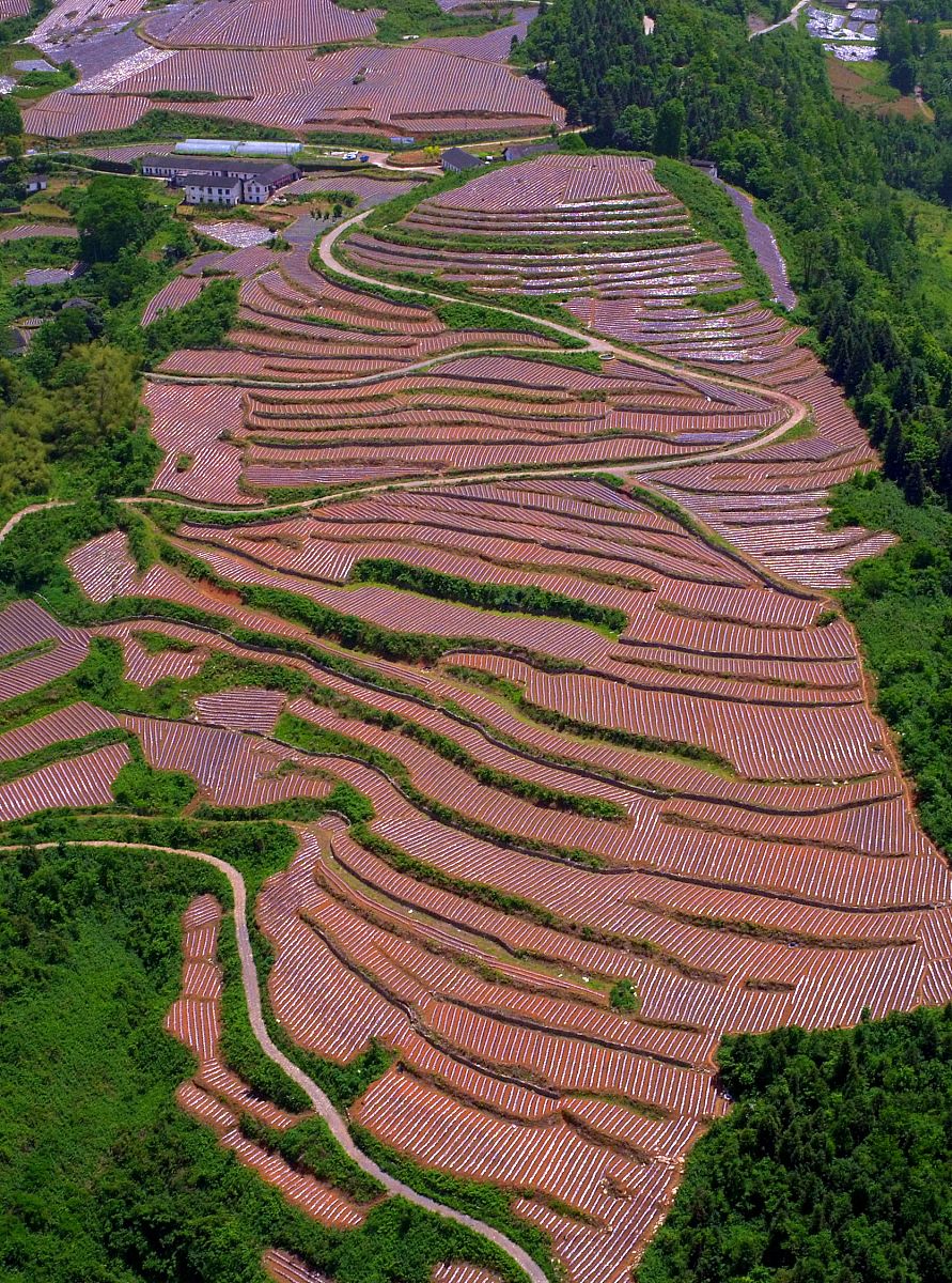 长江中下游地区地膜的使用情况