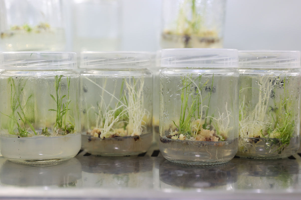 种子发芽试验要计算哪些数据种子发芽试验需要计算以下数据：1 发芽率：即发芽的种子数占总数的比例通常用百分比表示。2 平均发芽时间：从开始浸泡到出芽的平均时间通常以天为单位。3 发芽势：指种子发芽的快慢程度通常以每天发芽的种子数为单位。4 发芽指数：指种子在一定时间内的发芽情况通常以每天发芽的种子数为单位。5 生长指数：指种子在发芽后的生长速度通常以每天生长的长度或重量为单位。6 干重和湿重：种子在