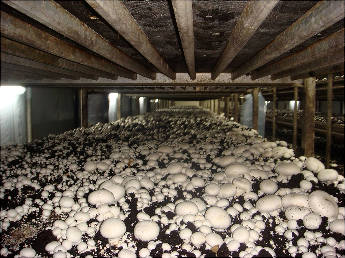 食用真菌栽培试验种植平菇心得体会800字