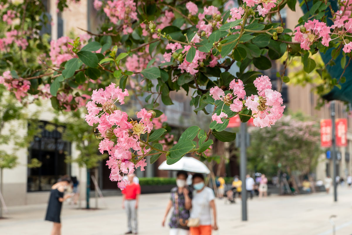 2021年9月2日,上海,南京路步行街江西中路附近,几棵紫薇树花开正盛,玫