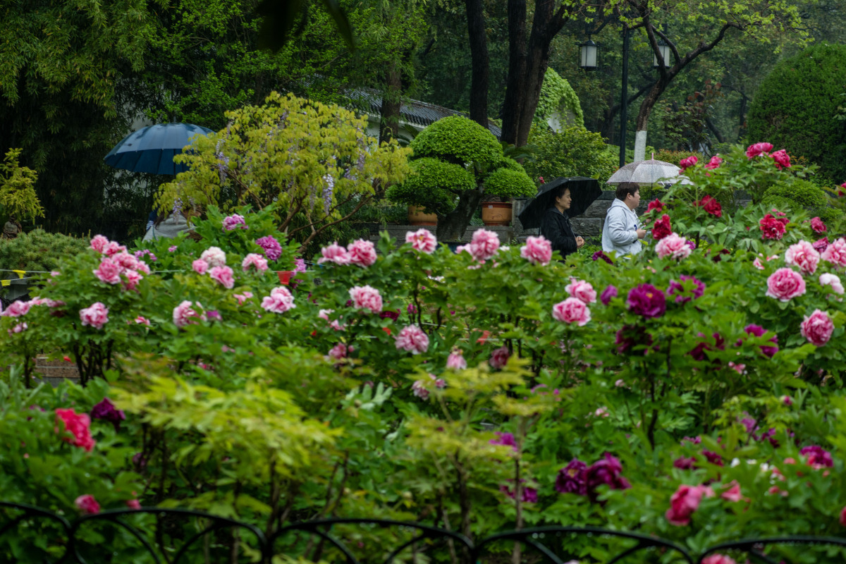 2026年4月8日,安徽淮北,游客在雨中赏花拍牡丹.