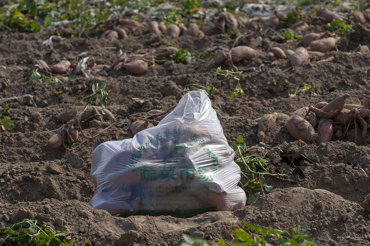 甘薯开放式培养污染防控和抑菌剂的选择国外研究现状甘薯是一种重要的块茎作物在全球范围内广泛种植和消费。然而其生产过程中常受到细菌、真菌和病毒等微生物的污染从而影响着其质量和产量。为了进一步保证甘薯的品质和安全研究人员们在防控甘薯污染和选择抑菌剂方面进行了不断的探索和研究。以下是国外在甘薯开放式培养污染防控和抑菌剂选择方面的现状：1 污染防控方面甘薯的生长环境非常复杂包括土壤、空气、水等多种因素。因此